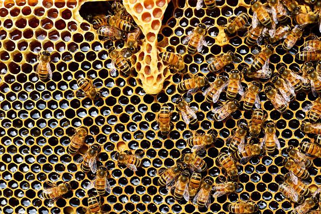 bees-deposit-nectar-in-honeycomb